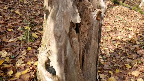 Bark less tree with brown and orange leaves on the ground 스톡 동영상 141764754