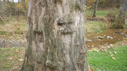 Bark less tree with brown and orange leaves on the ground Stock-Footage 141765399