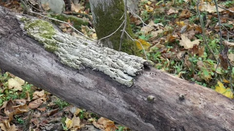 Bark less tree with brown and orange leaves on the ground Stock-Footage 141766389
