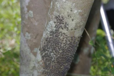 Bark Lice Stock Photos