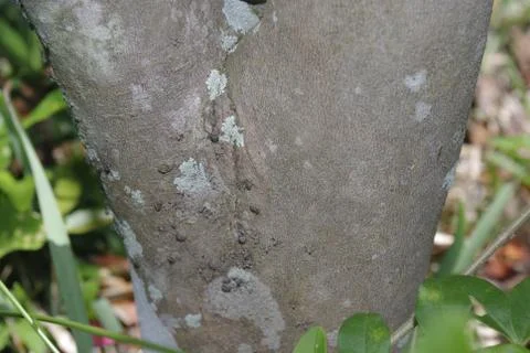 Bark Lice Stock Photos