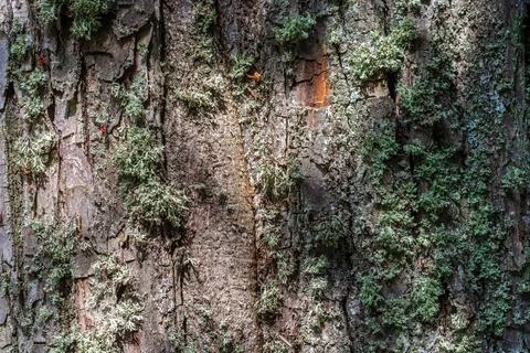 Bark with lichen of the tree. Stock Photos