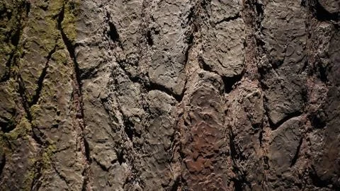 Bark in light Stock Photos