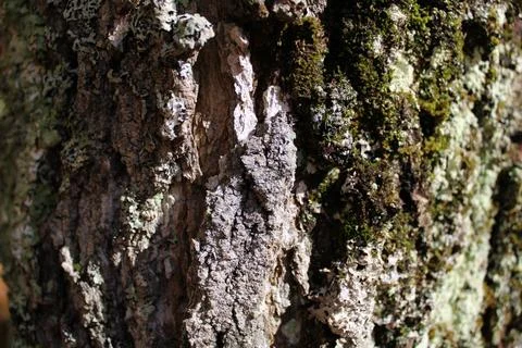 Bark Macro Foto stock