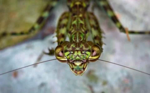 Bark mantis in Belize. Stock Photos