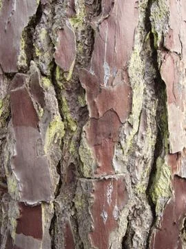Bark of the Maritime Pine Stock Photos