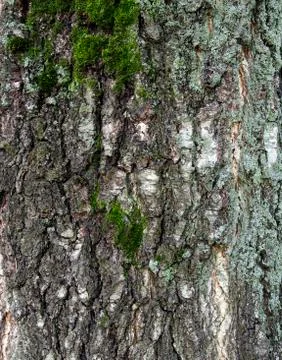 Bark with moss of old birch tree as background Stock Photos