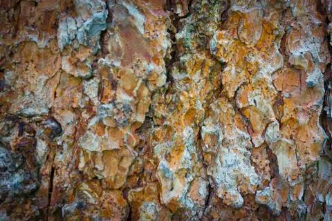 The bark of the mountain spruce. Stock Photos