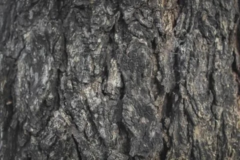 Bark of the Neem tree Stock Photos