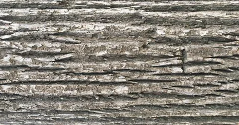 Bark oak background texture, gray brown bark Stock-Fotos