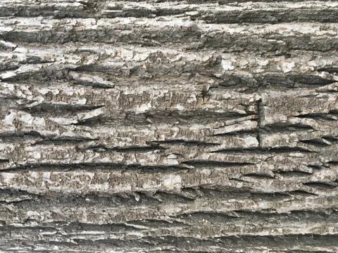 Bark oak background texture, gray brown bark Fotos Stock