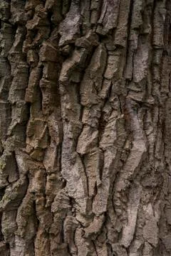Bark Oak Brown Stock Photos