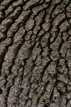 Bark Oak Stock Photos