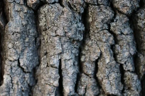 Bark oak structure on a bright day Stock Photos