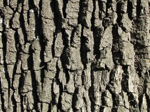 Bark oak structure on a bright day Foto stock