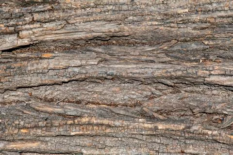 Bark of an oak tree as background with fire beetle Stock Photos