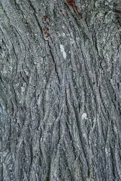 Bark of an oak tree with firebug also known as Pyrrhocoris apterus Stock Photos