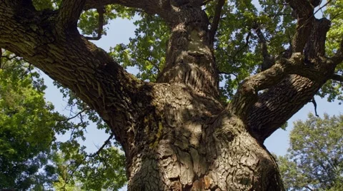 Bark from a oak tree Stock Footage 59759266