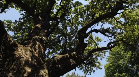 Bark from a oak tree 스톡 동영상 59759267