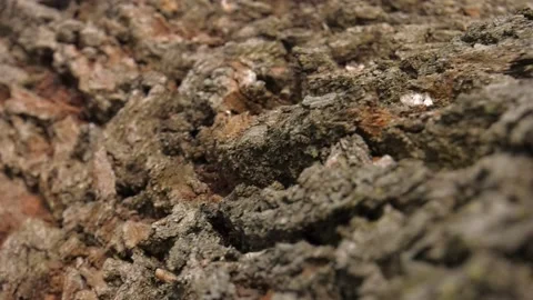 The bark of an oak tree. Highly detailed tree bark texture Stock-Footage 115115141