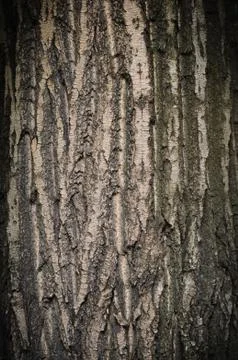 Bark of oak tree Stock Photos