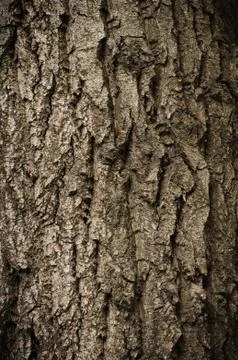Bark of oak tree 스톡 사진