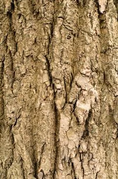 Bark of oak tree 스톡 사진