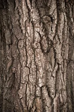 Bark of oak tree 스톡 사진