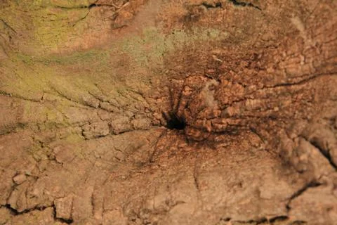 Bark of oak tree Stock Photos