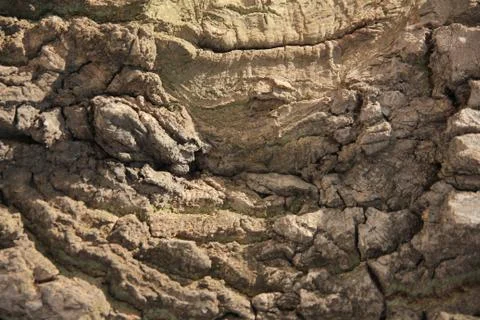 Bark of oak tree Stock Photos