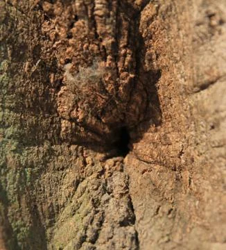 Bark of oak tree Stock Photos