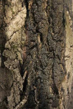 Bark of oak tree Stock Photos