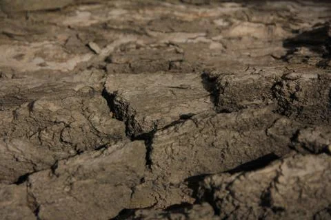 Bark of oak tree Stock Photos