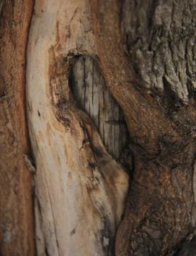 Bark of oak tree Stock Photos