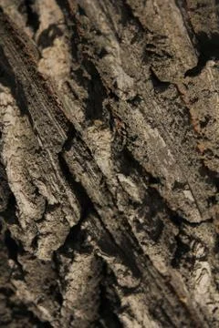 Bark of oak tree Stock Photos