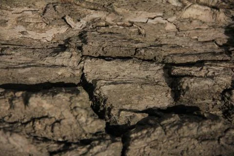 Bark of oak tree Stock Photos