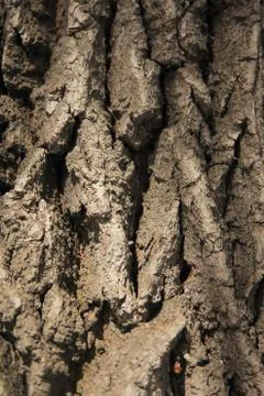 Bark of oak tree Stock Photos