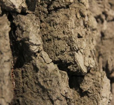 Bark of oak tree Stock Photos
