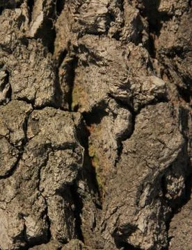 Bark of oak tree Stock Photos