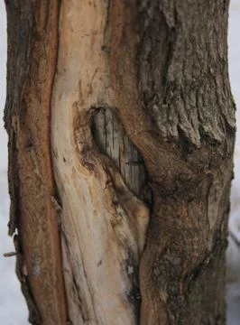 Bark of oak tree Stock Photos