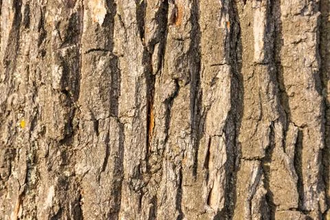 Bark of the oak tree as textured background Stock Photos