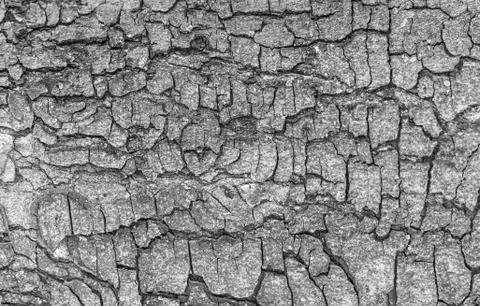 Bark of old big tree texture 스톡 사진