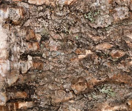 Bark of old birch tree close up. Stock Photos