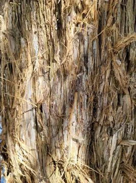Bark of an old Cedar tree Stock-Fotos