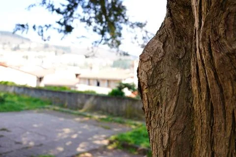 Bark of an old cedar tree with selective focus and a blurred European town .. Stock Photos