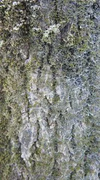 Bark of an old coniferous tree, moss on the bark of a tree vertical photo Stock Photos