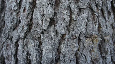 Bark of old coniferous tree, tree bark background Stock Photos