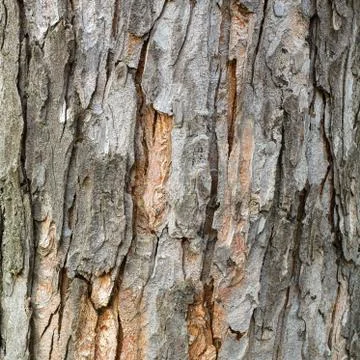 Bark of old deciduous tree. Natural background. Texture. Stock Photos