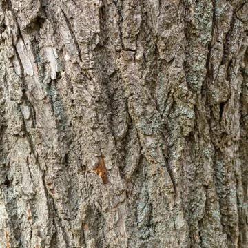 Bark of old deciduous tree. Natural background. Texture. Stock Photos