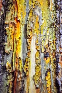 The bark of an old larch tree, background texture of pine bark. Stock Photos